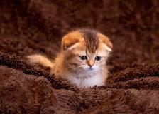 purebreed Scottish/ British kittens - Photo 3