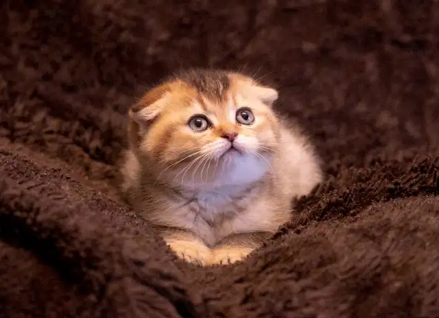 purebreed Scottish/ British kittens - Photo 4