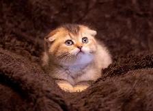 purebreed Scottish/ British kittens - Photo 4