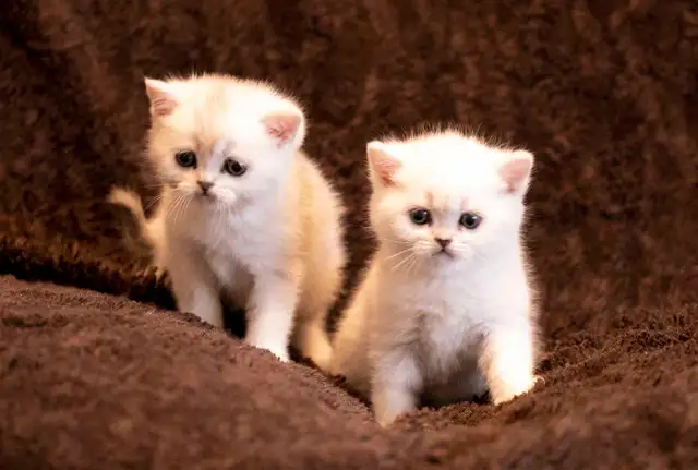 purebreed Scottish/ British kittens - Photo 5