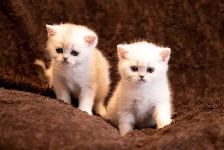 purebreed Scottish/ British kittens - Photo 5