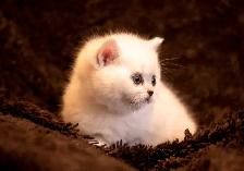 purebreed Scottish/ British kittens - Photo 6