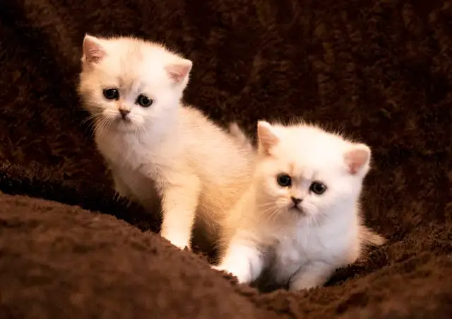 purebreed Scottish/ British kittens - Photo 7
