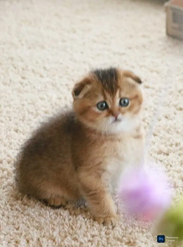 purebreed Scottish/ British kittens - Photo 8