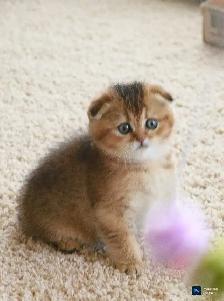 purebreed Scottish/ British kittens - Photo 8