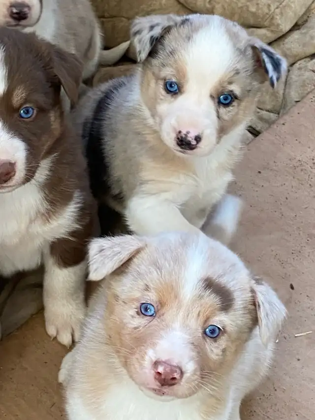 Gorgeous Australian Shepherd x Husky Puppies!