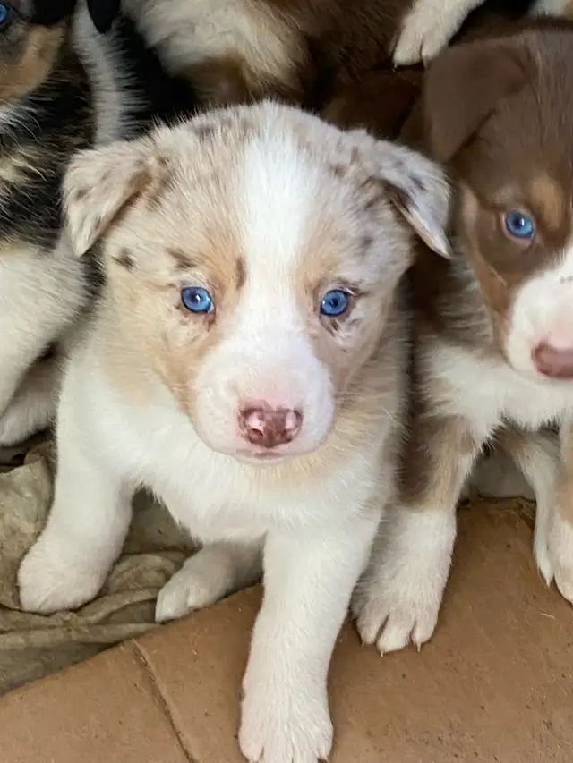 Gorgeous Australian Shepherd x Husky Puppies! - Photo 2