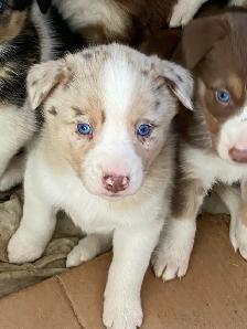 Gorgeous Australian Shepherd x Husky Puppies! - Photo 2