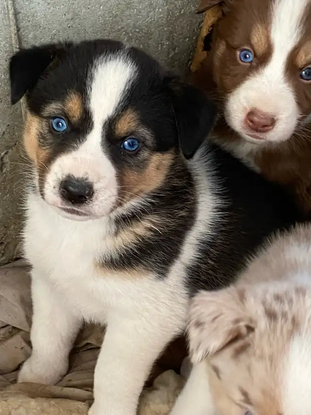 Gorgeous Australian Shepherd x Husky Puppies! - Photo 3