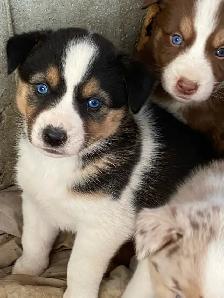 Gorgeous Australian Shepherd x Husky Puppies! - Photo 3