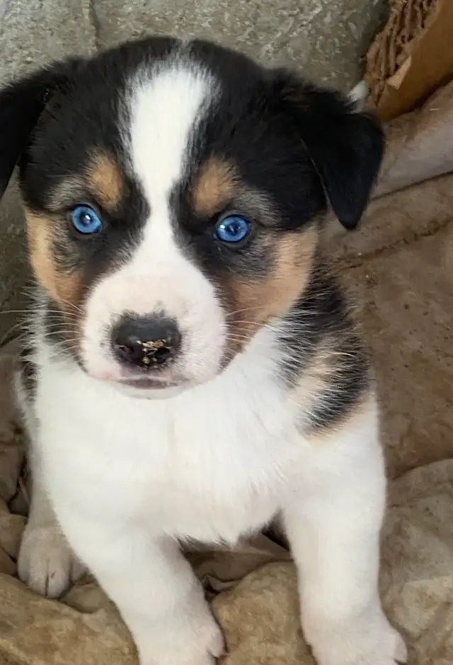 Gorgeous Australian Shepherd x Husky Puppies! - Photo 4