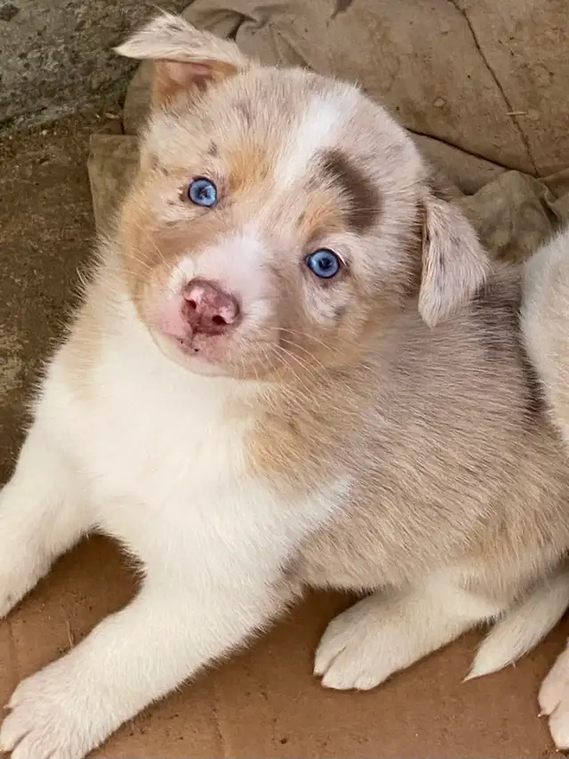 Gorgeous Australian Shepherd x Husky Puppies! - Photo 5