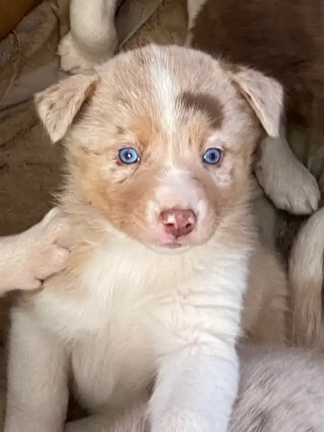 Gorgeous Australian Shepherd x Husky Puppies! - Photo 6
