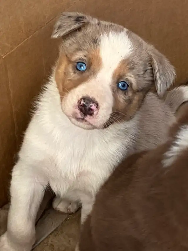 Gorgeous Australian Shepherd x Husky Puppies! - Photo 7