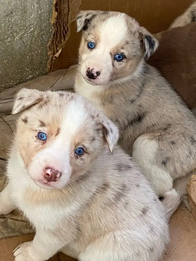 Gorgeous Australian Shepherd x Husky Puppies! - Photo 8