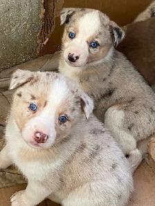 Gorgeous Australian Shepherd x Husky Puppies! - Photo 8