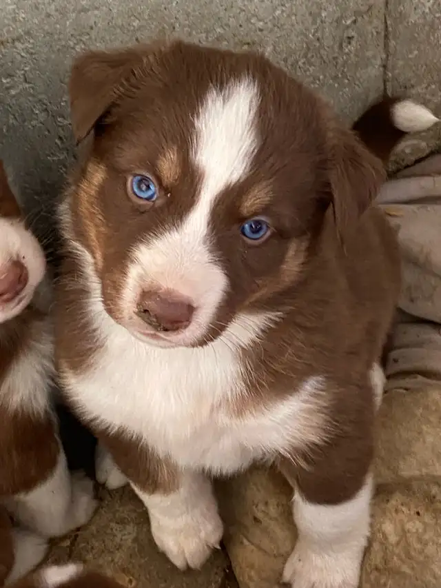 Gorgeous Australian Shepherd x Husky Puppies! - Photo 9