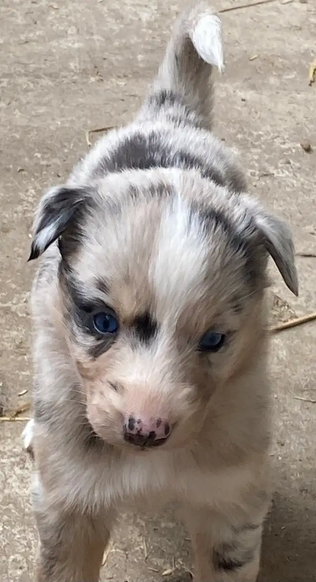 Gorgeous Australian Shepherd x Husky Puppies! - Photo 10