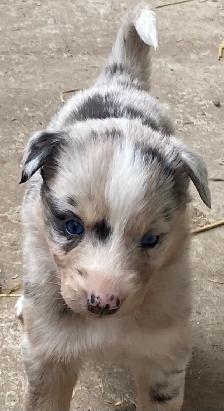 Gorgeous Australian Shepherd x Husky Puppies! - Photo 10