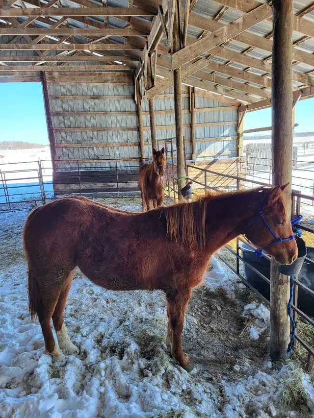Beautiful 2 Year Old Grade Quarter Horse Sorrel Filly