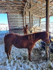 Beautiful 2 Year Old Grade Quarter Horse Sorrel Filly