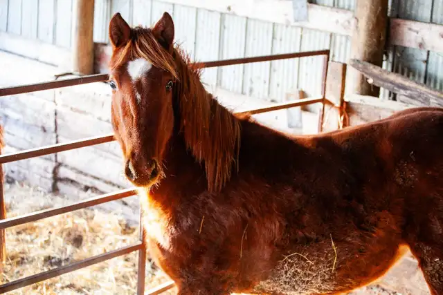 Beautiful 2 Year Old Grade Quarter Horse Sorrel Filly - Photo 2