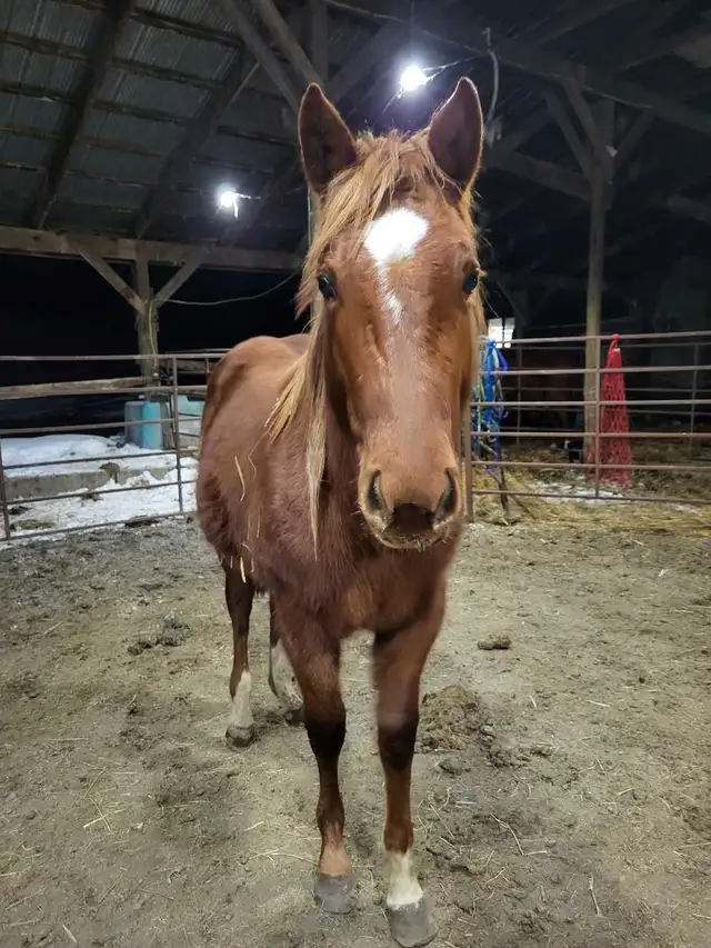 Beautiful 2 Year Old Grade Quarter Horse Sorrel Filly - Photo 3