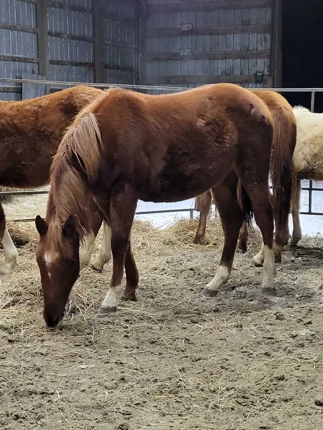Beautiful 2 Year Old Grade Quarter Horse Sorrel Filly - Photo 4