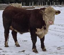 Heifer Approved Bulls