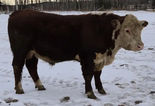 Heifer Approved Bulls - Photo 2