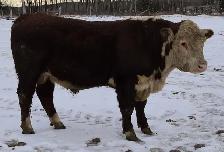 Heifer Approved Bulls - Photo 2