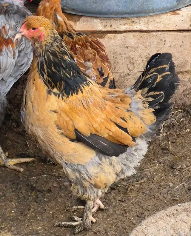 Buff Brahmas