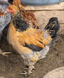 Buff Brahmas