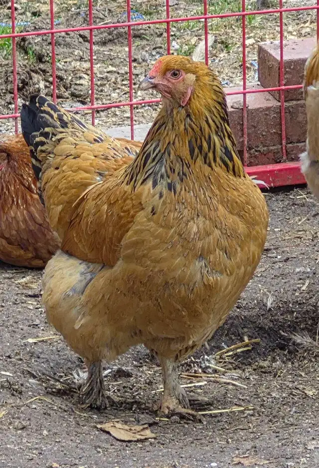 Buff Brahmas - Photo 2