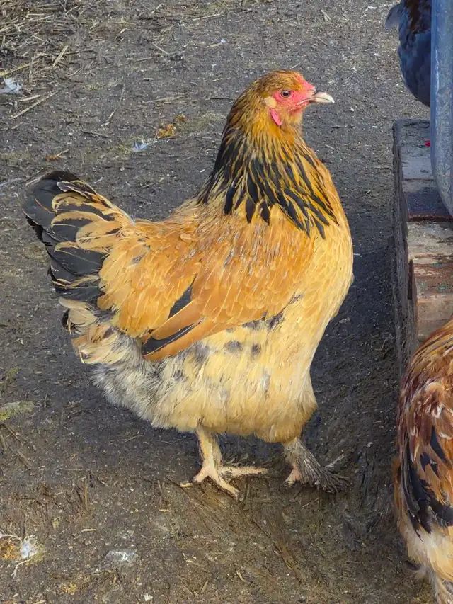 Buff Brahmas - Photo 3