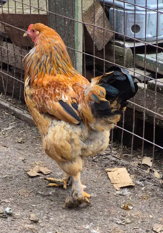Buff Brahmas - Photo 4