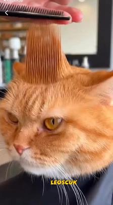 OTTAWA DOG AND CAT PROFESSIONAL GROOMING - Photo 3