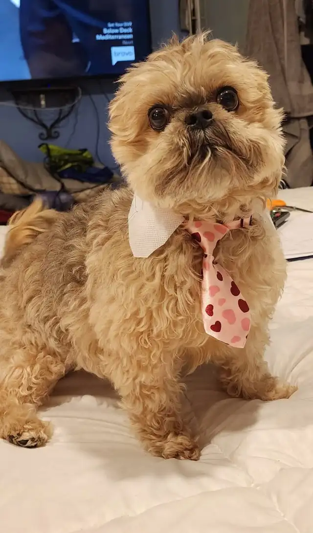 OTTAWA DOG AND CAT PROFESSIONAL GROOMING - Photo 4