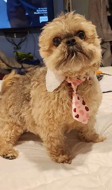 OTTAWA DOG AND CAT PROFESSIONAL GROOMING - Photo 4