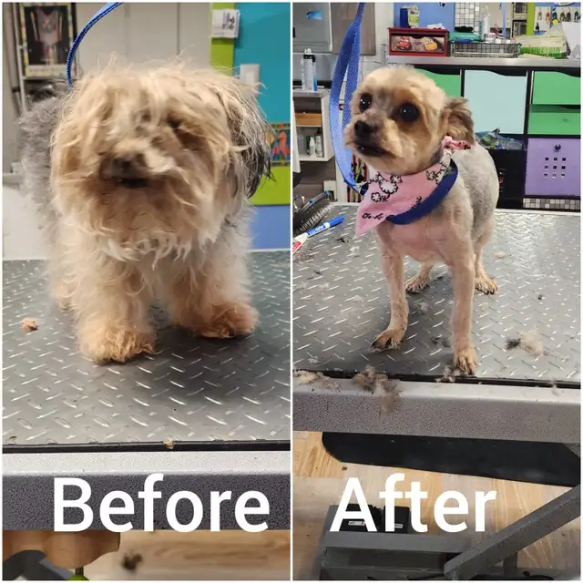 OTTAWA DOG AND CAT PROFESSIONAL GROOMING - Photo 5