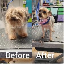 OTTAWA DOG AND CAT PROFESSIONAL GROOMING - Photo 5
