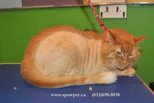 Certified dog and cat groomer - Photo 2