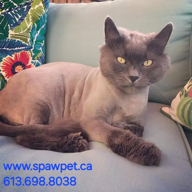 Certified dog and cat groomer - Photo 3