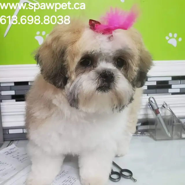 Certified dog and cat groomer - Photo 4
