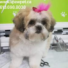 Certified dog and cat groomer - Photo 4