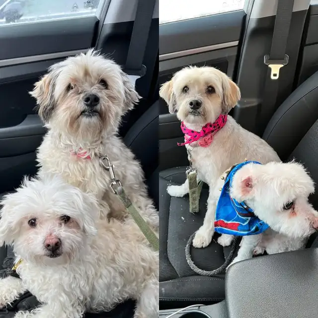 Certified dog and cat groomer - Photo 5