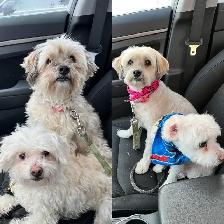Certified dog and cat groomer - Photo 5