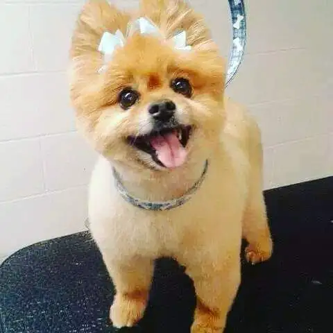 Certified dog and cat groomer - Photo 7