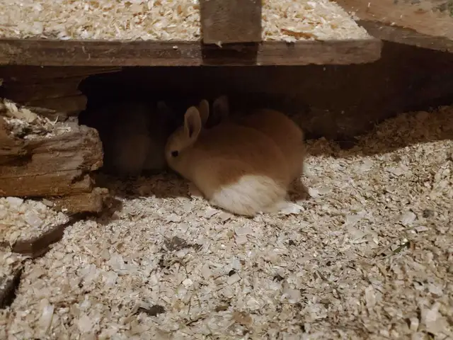Rabbits for sale
