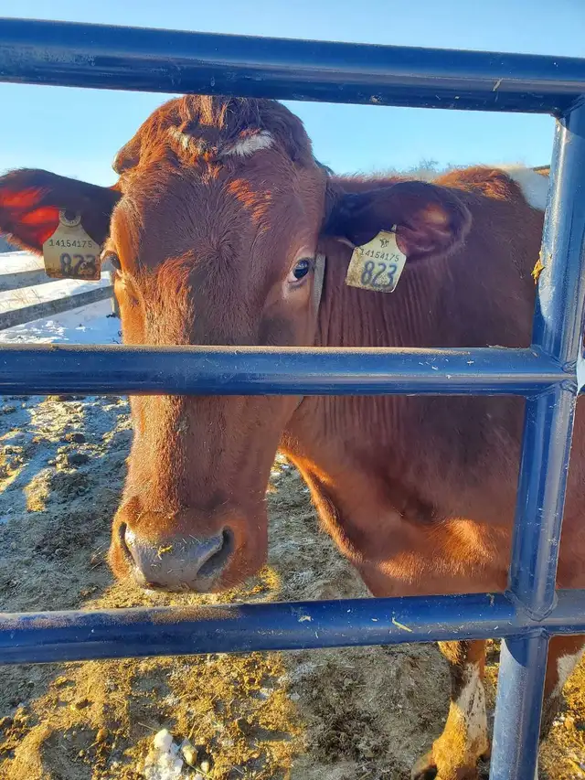 Dairy farm milker